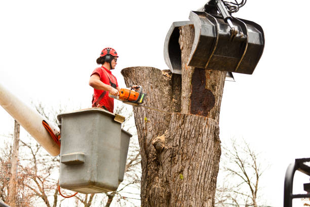 Best Tree Risk Assessment  in USA